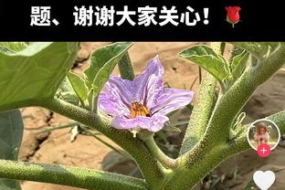 啥呀！加斯利进站花了19.3秒，alpine技师被撞倒